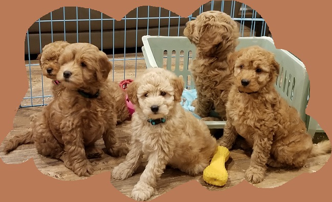 toy goldendoodles near me