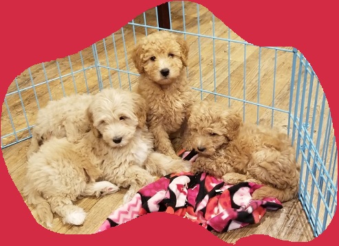 Puppy Pack Member: Hank Breed: mini golden doodle Age: adult Size: 7 (30  pounds) ⛱ #puppyplaya #dog #dogsofinstagram #dogs #hank…