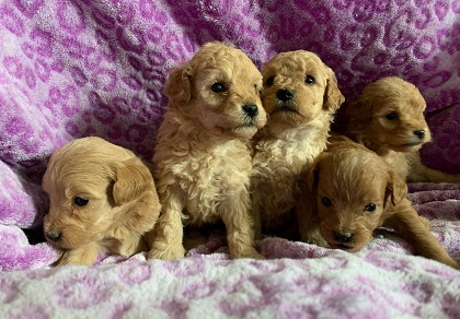 Bindys precious little girls at 4 weeks old