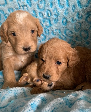 Sweet boys!!! 4 wks old