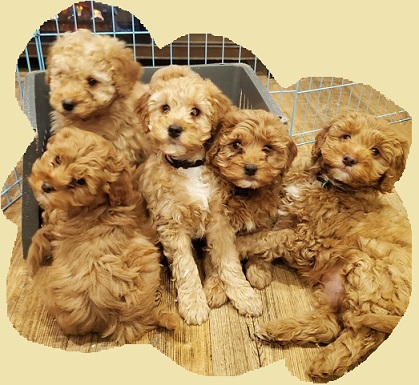 F1b Mini Goldendoodle Pups Available