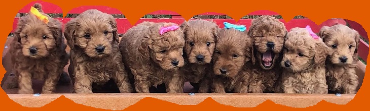 Puppy Pack Member: Hank Breed: mini golden doodle Age: adult Size: 7 (30  pounds) ⛱ #puppyplaya #dog #dogsofinstagram #dogs #hank…